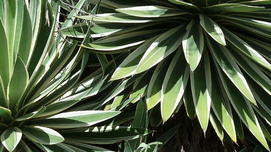 leaves, clusters, green, foliage, nature, plant, close, tropical HD wallpaper