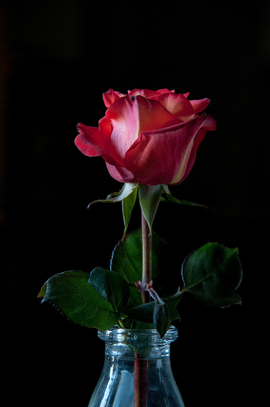 768x1024px Free Download Hd Wallpaper Pink Rose In Clear Glass Vase Black Background Petals Red Rose Wallpaper Flare