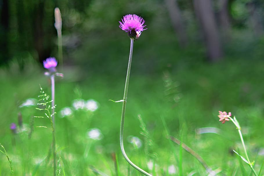 field bloom, nature, flower, flowering plant, fragility, vulnerability HD wallpaper