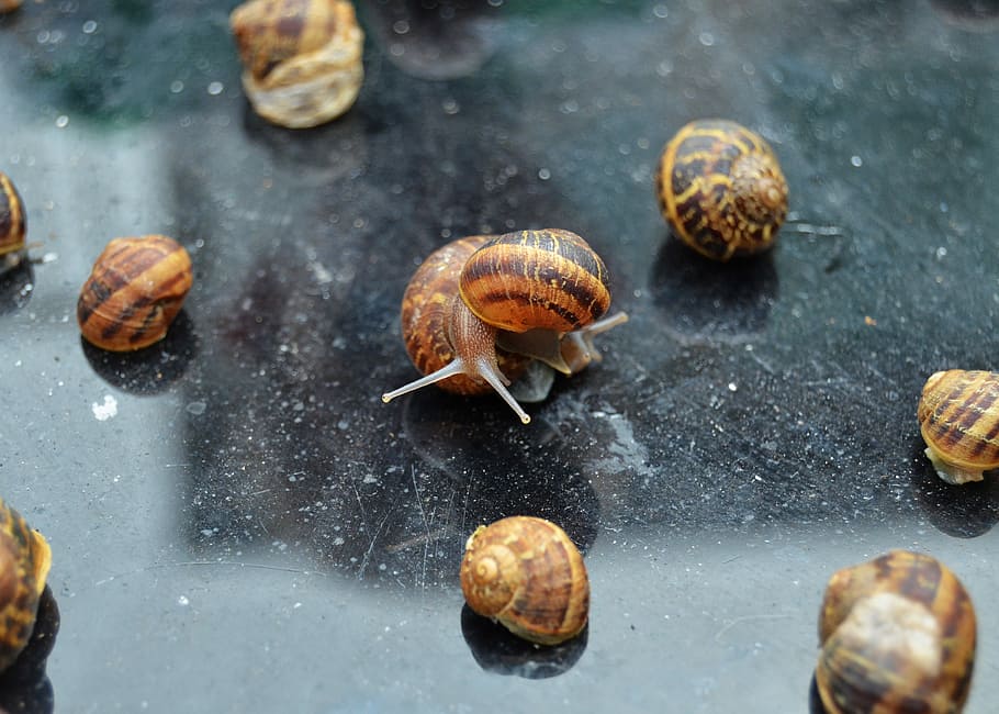 Snails On A Table, shallow focus photo of group of brown snails HD wallpaper