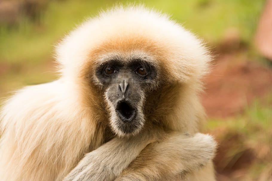 wildlife photography of brown monkey, zoo, funny, cute, animal HD wallpaper