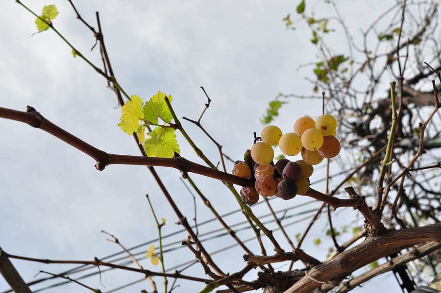 grape, fruit, plant, grapes, plants, delicious, autumn, sweet HD wallpaper