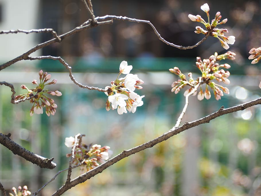 Cherry, Spring, Spring, Flowers, branch, tree, nature, twig HD wallpaper