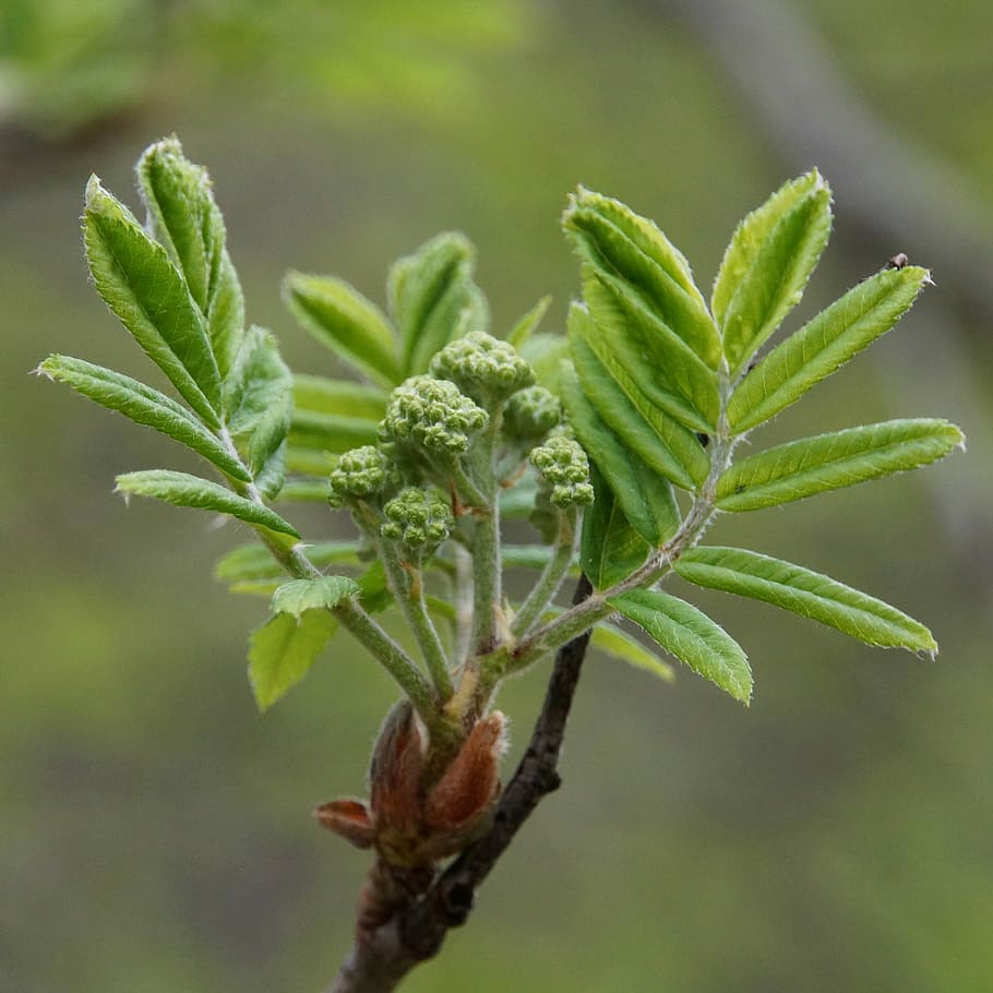 Rowan, Spring, A New Beginning, bud, sorbus, green color, leaf