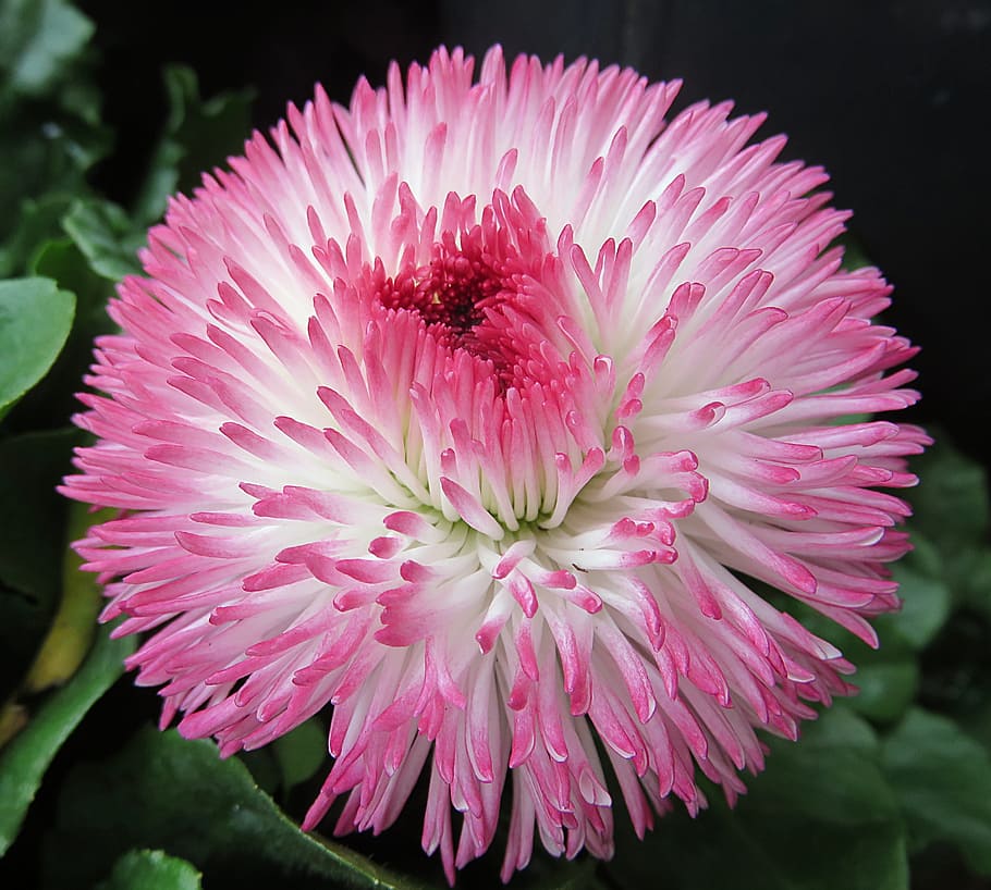 Daisy, Flower, Spring, Pink, pink color, no people, plant, petal HD wallpaper