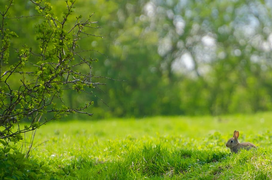 gray rabbit on green grass, bunny, sitting, animals, meadow HD wallpaper