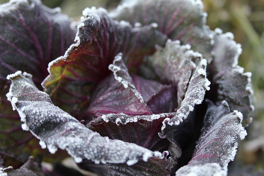 cabbage, blue, purple, nature, frost, winter, close-up, frozen HD wallpaper