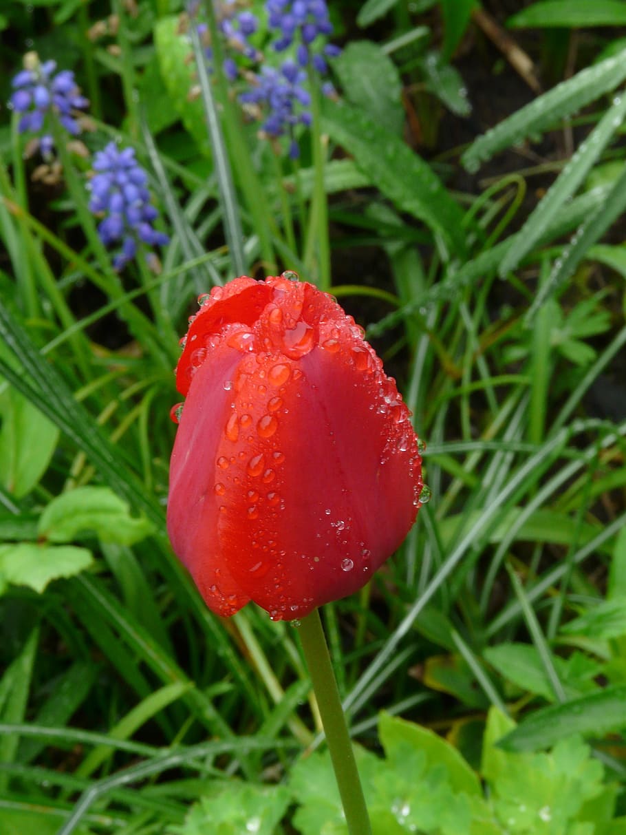 tulip, flower, spring, nature, red, plant, growth, freshness HD wallpaper