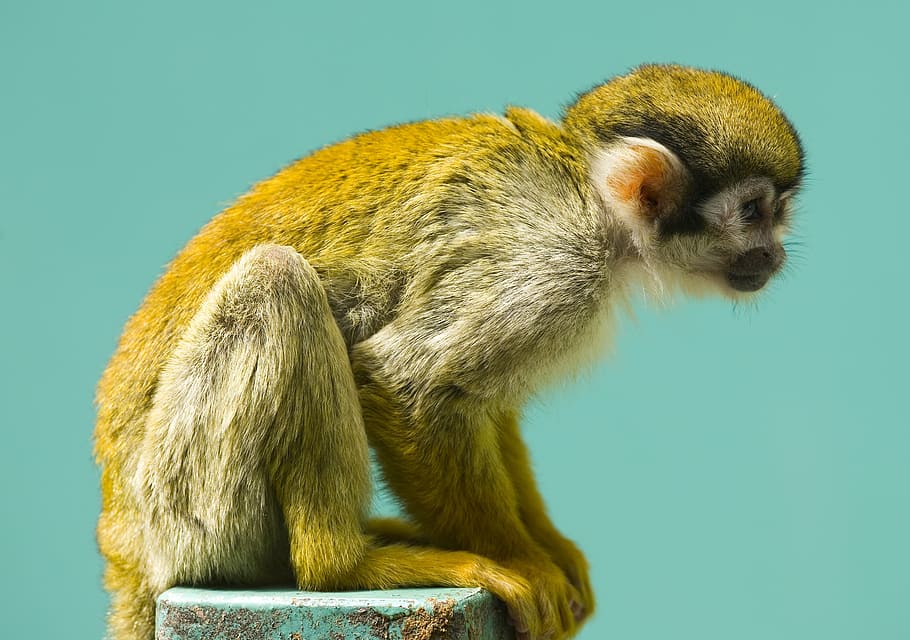 monkey, squirrel, primate, mammal, wildlife, nature, sitting, HD wallpaper
