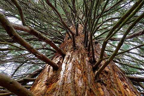 Sequoia, Tree, Cypress, Tribe, large, red, branches, bark, redwood branches HD wallpaper