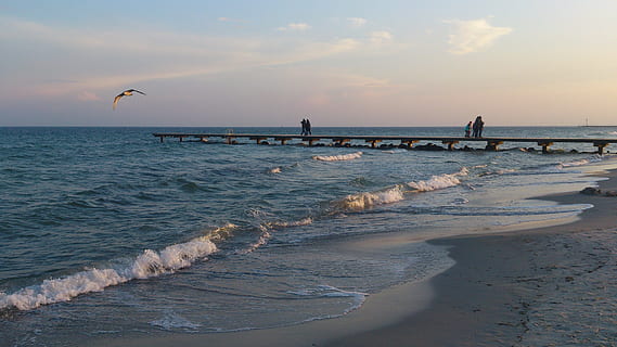 Fehmarn, Beach, Water, Sea, Bird, Sunset, nature, beauty in nature HD wallpaper