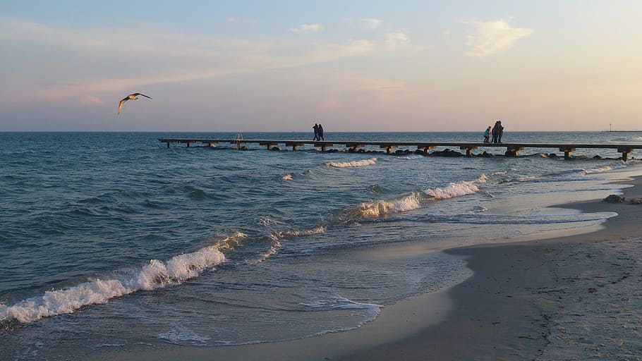 Fehmarn, Beach, Water, Sea, Bird, Sunset, nature, beauty in nature HD wallpaper