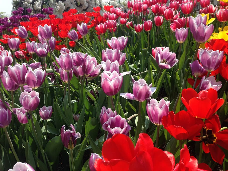 tulip, flowers, everland, flowering plant, beauty in nature HD wallpaper