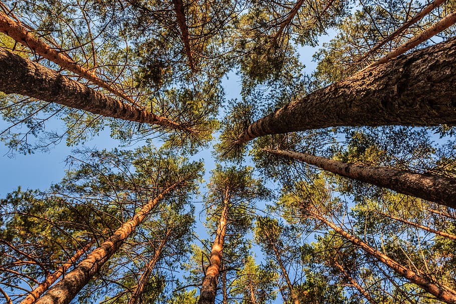pine, trees, landscape, nature, forest, coniferous tree, summer HD wallpaper
