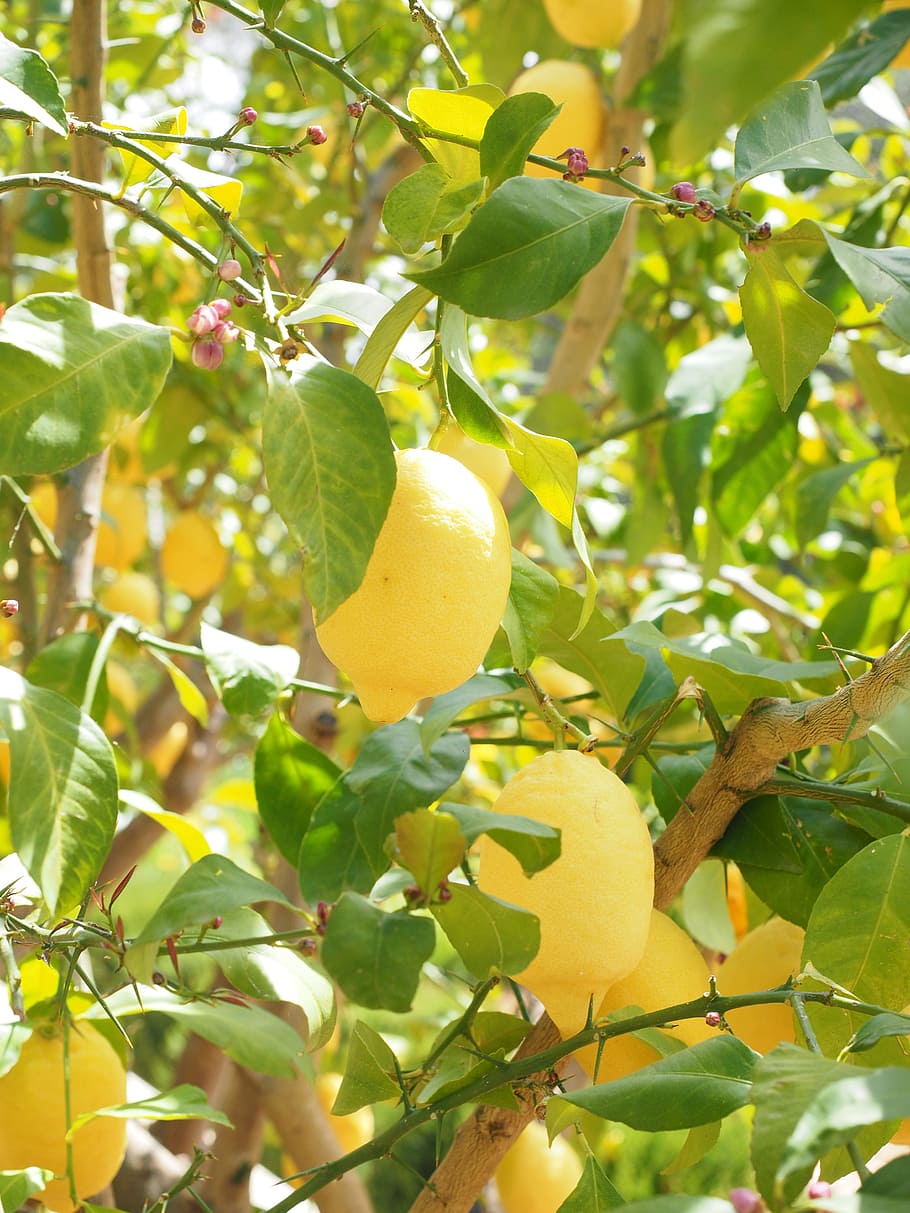 lemon, limone, lemon tree, citrus × limon, fruit, tropical fruit