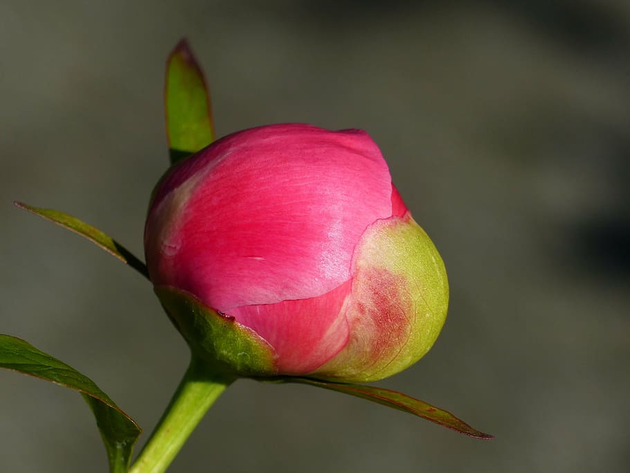 pion, bud, red, summer, garden, freshness, close-up, plant HD wallpaper