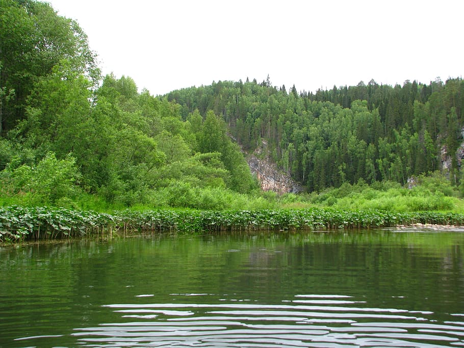 forest, nature, summer, landscape, green, beauty, vacation HD wallpaper