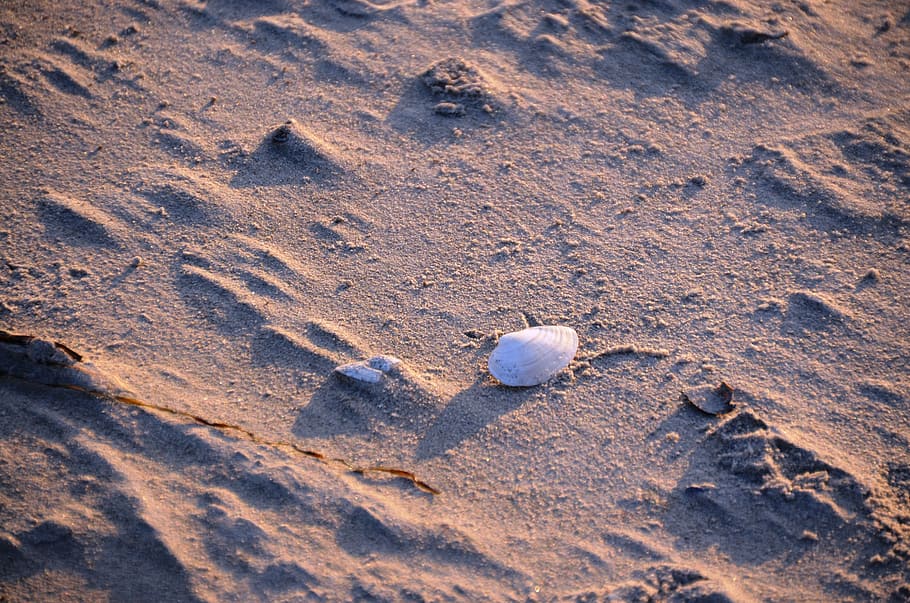 shell, beach, sand, sand beach, baltic sea, land, no people HD wallpaper