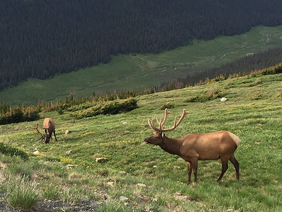 elk, rocky mountain national park, wildlife, colorado, nature, HD wallpaper