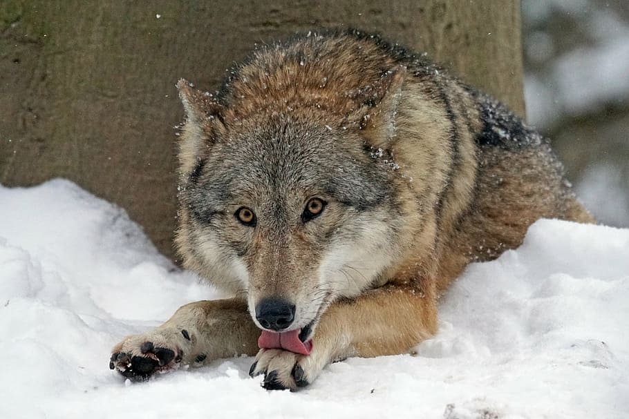 brown and gray Wolf photo, mongolian wolf, predator, wildlife photography, HD wallpaper