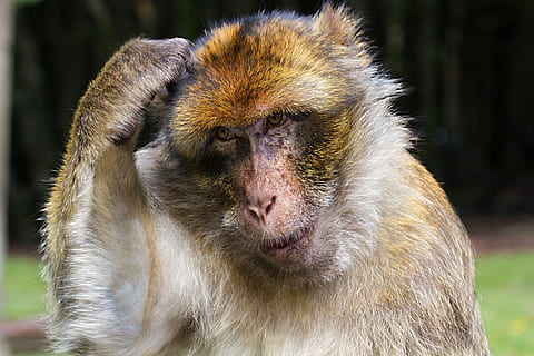 tan monkey with hand on head standing on green grass field during daytime HD wallpaper
