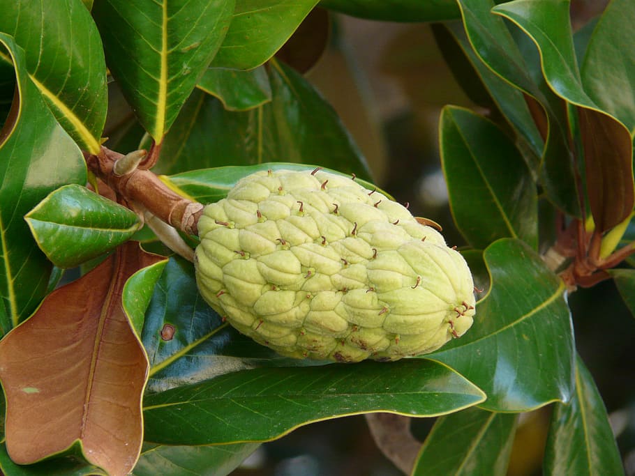 rubber tree, ficus elastica, fig tree, figs, edible, mulberry blueberry plant HD wallpaper