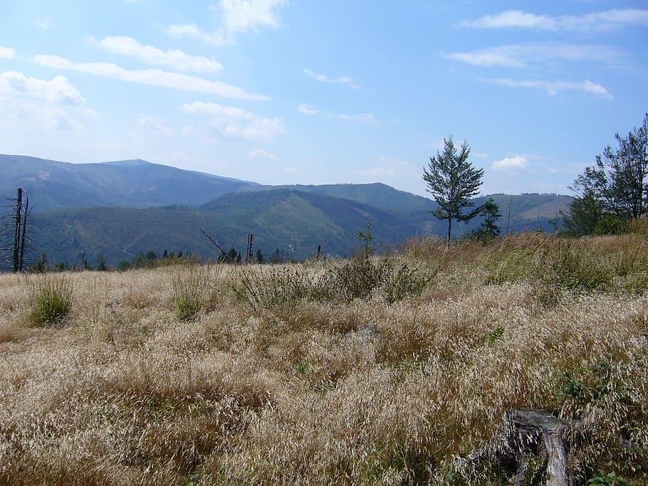 meadow, dry grass, tree, sky, sunny, view, poland, sunny day HD wallpaper