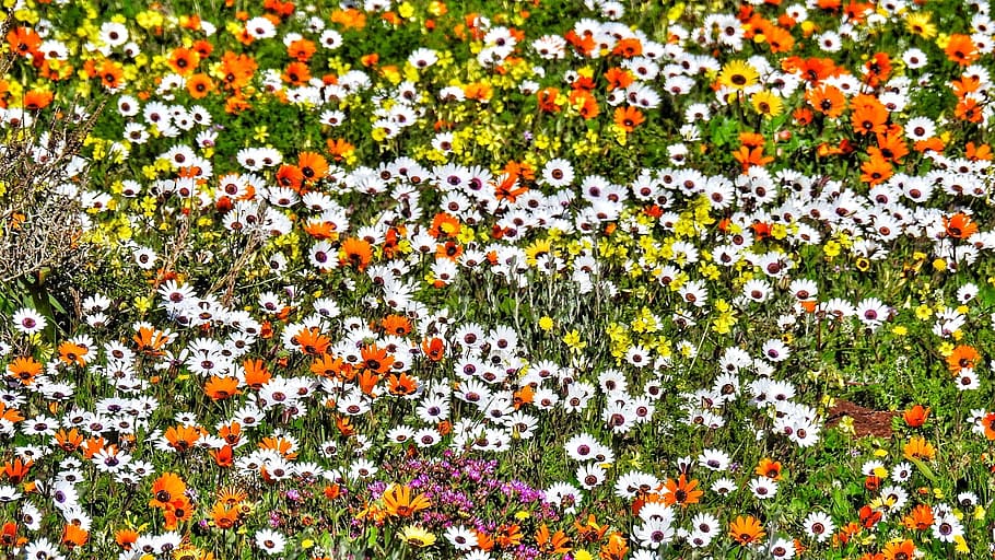 flowers, springs, posberg, namaqualand, bloom, colorful, daisies