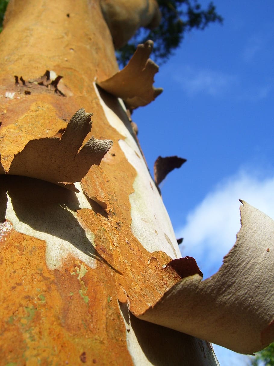 tree, bark, wood, nature, trunk, natural, closeup, peeling HD wallpaper