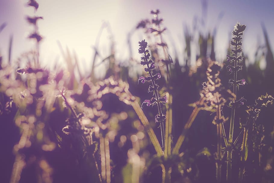 silhouette of flowers, selective focus photography of purple flowers HD wallpaper