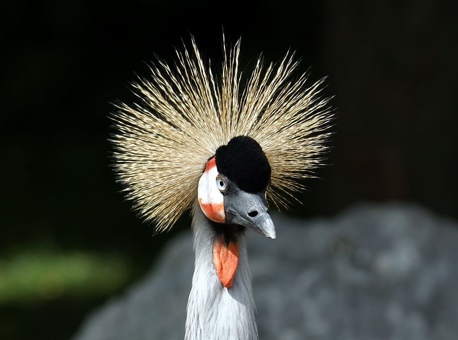 curious, animal, watch, one animal, animal wildlife, bird, vertebrate HD wallpaper
