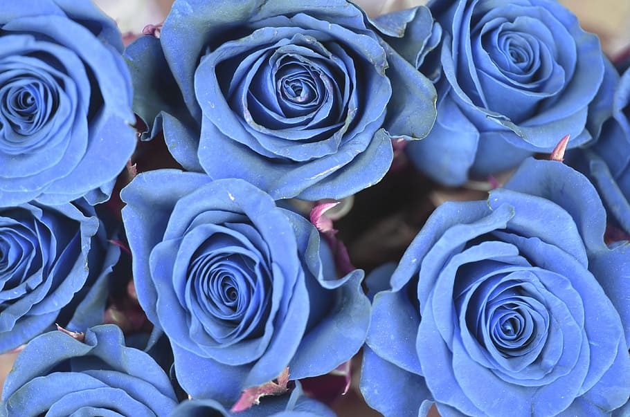 blue roses, flower, spring, nature, blossom, plant, floral HD wallpaper