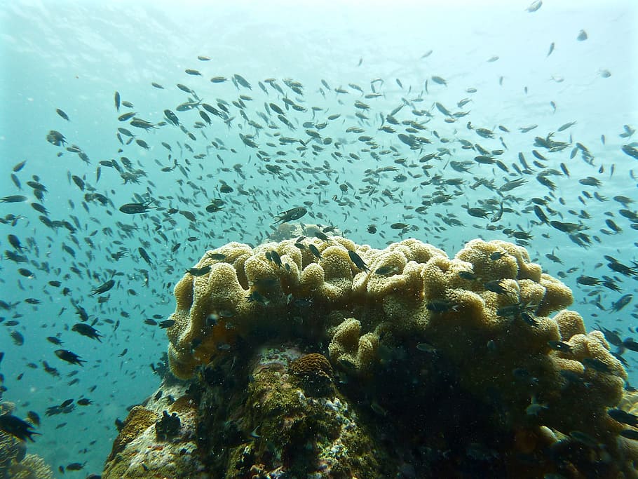 Sea, Scuba Diving, Reefs, Fish, underwater, undersea, animal themes HD wallpaper