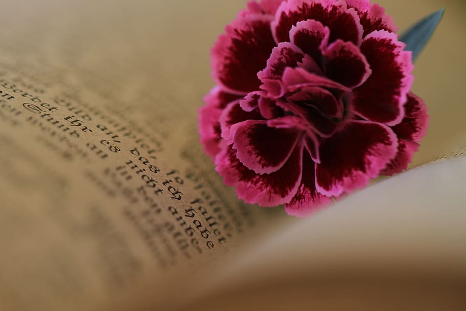 red and pink carnation flower on top of book, bible, old, luther HD wallpaper