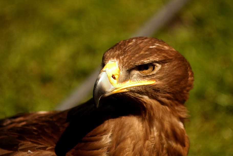 adler, eagle, raptor, bird, bird of prey waiting, animals in the wild HD wallpaper