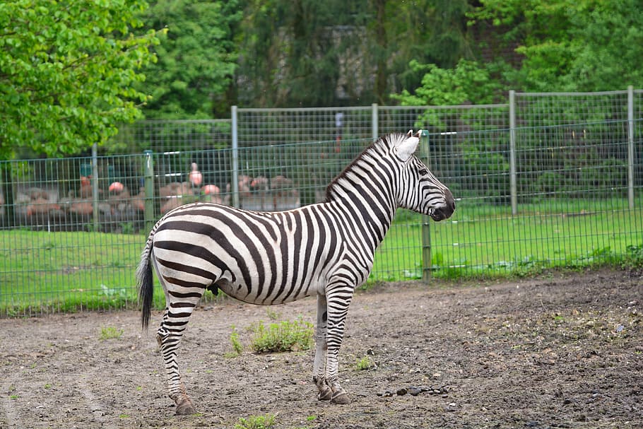 zebra, animals, zebra crossing, stripes, black and white, wild animal HD wallpaper