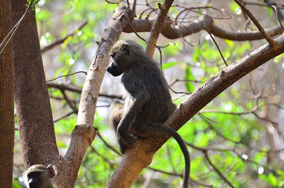 monkey, tanzania, animals, animal wildlife, animal themes, animals in the wild HD wallpaper
