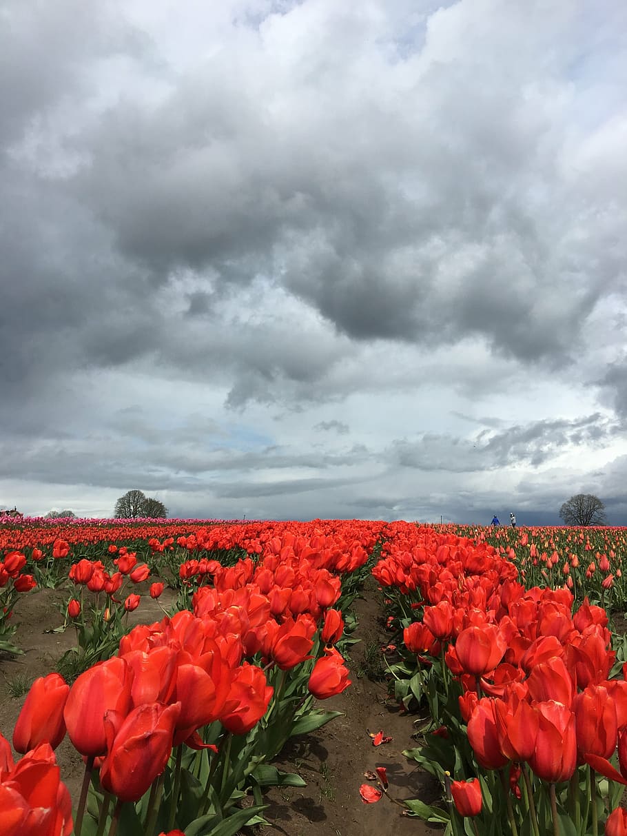 tulip, red, storm clouds, flower, garden, spring, blooming HD wallpaper