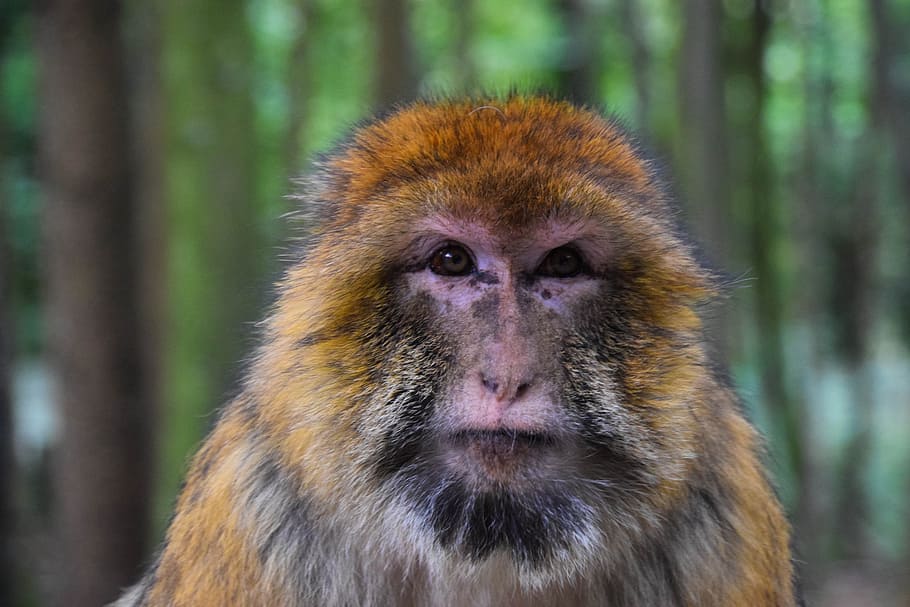 monkey, portrait, zoo, nature, monkey forest, wildlife photography HD wallpaper