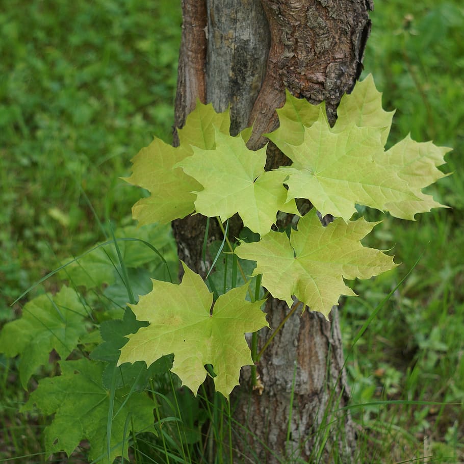 maple, tree, leaf, plant, plant part, growth, close-up, green color HD wallpaper