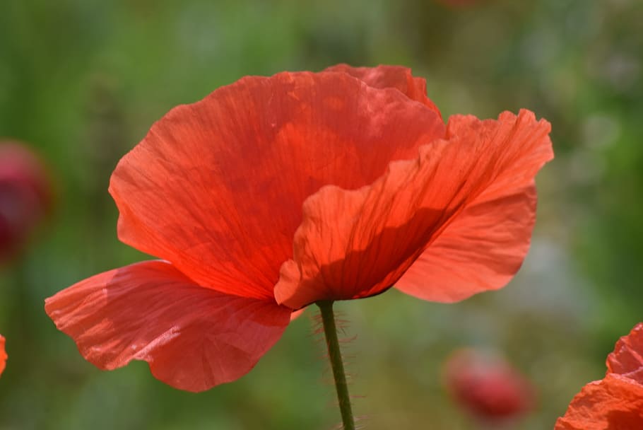 poppy, spring, prato, flowers, green, flowering plant, fragility HD wallpaper