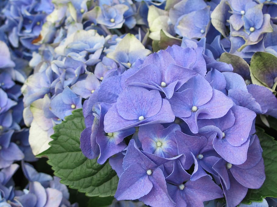 Hydrangea, Floral, Petal, Romantic, bouquet of flowers, purple HD wallpaper