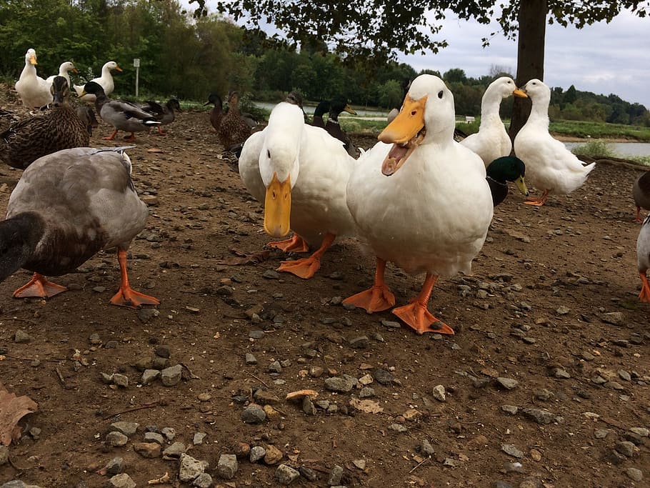 ducks, lake, nature, bird, avian, outdoor, wild, mallard, wildlife HD wallpaper