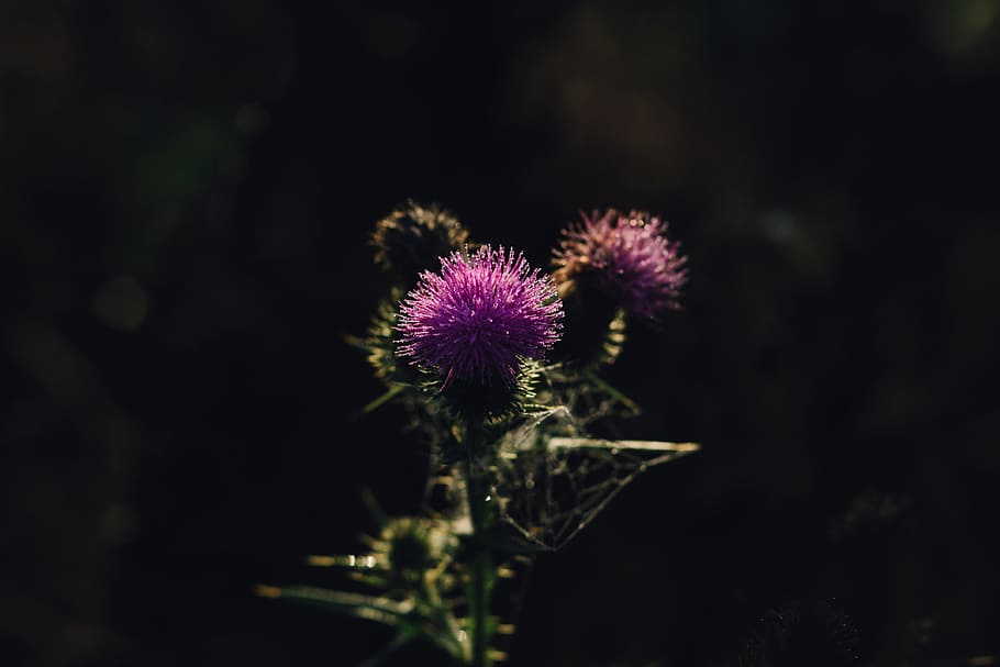 nature, background, barb, bloom, blossom, botany, bud, close up HD wallpaper