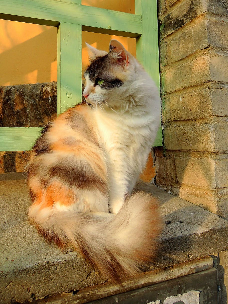 cat, prague, letná, animal, animal themes, mammal, one animal HD wallpaper