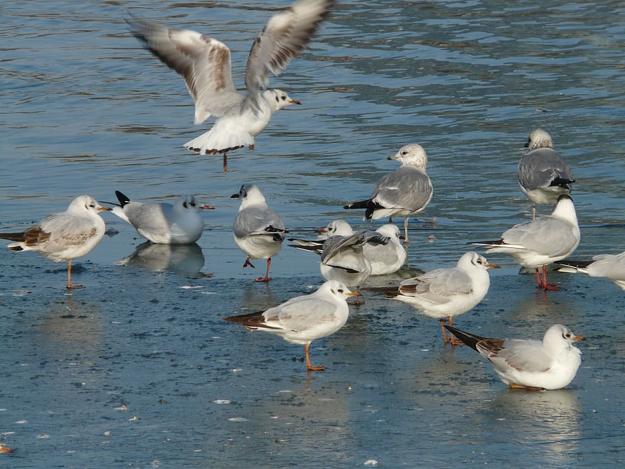 Fly, Start, Take Off, Landing, wing beat, gulls, birds, waser HD wallpaper