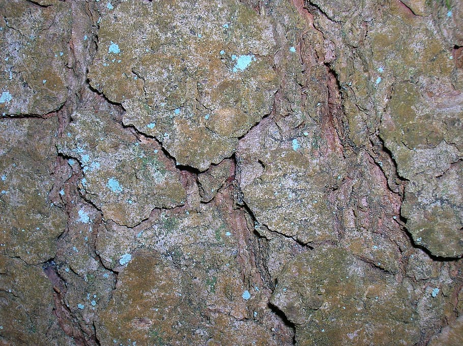 tree bark, closeup, cracks, full frame, backgrounds, no people HD wallpaper