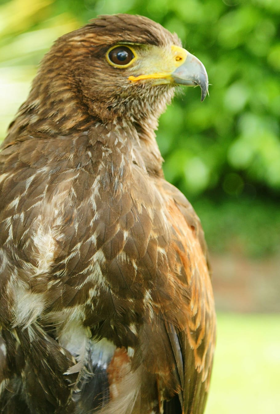 raptor, bird, nature, brown, avian, prey, portrait, feathers HD wallpaper