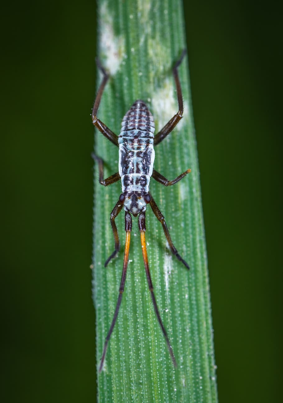 macro, insect, ê, one animal, animal wildlife, animal themes HD wallpaper