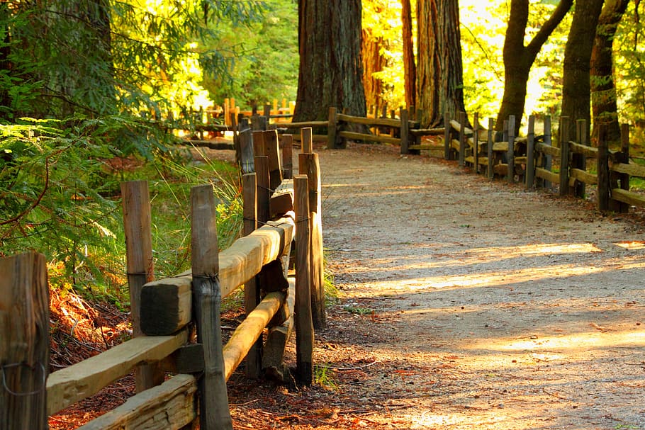empty gray road with brown wooden hand rails, fall, tree, nature HD wallpaper